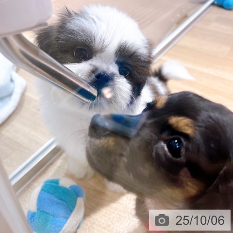 シー・ズーの写真