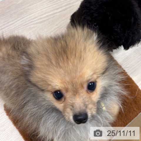 ポメラニアンの写真