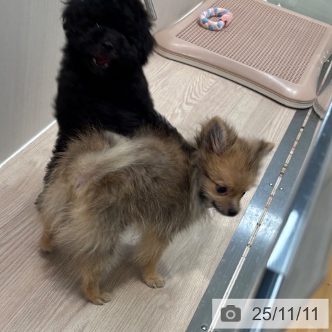 ポメラニアンの写真