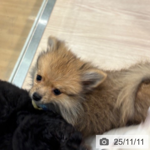 ポメラニアンの写真