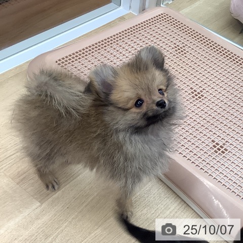 ポメラニアンの写真