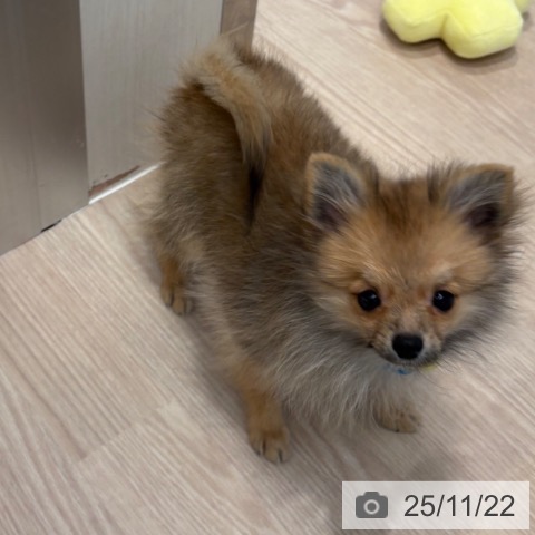 ポメラニアンの写真