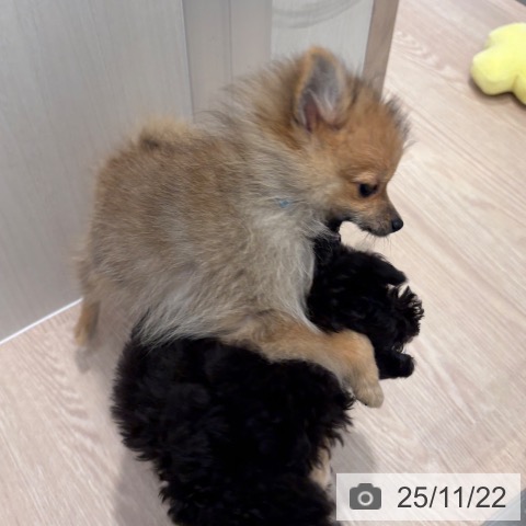 ポメラニアンの写真