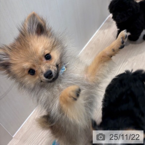 ポメラニアンの写真