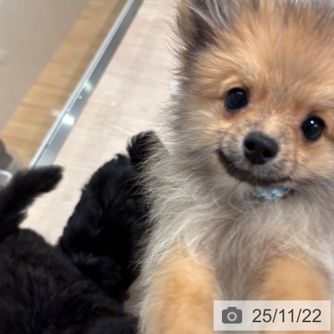 ポメラニアンの写真