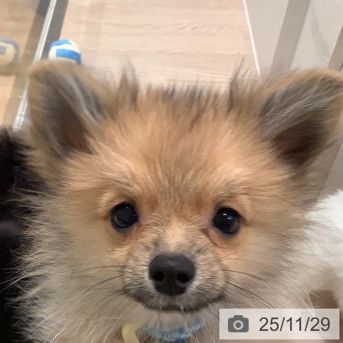 ポメラニアンの写真