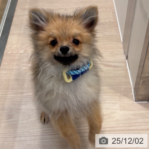 和歌山県のポメラニアン (ペットプラス 和歌山店/2025年7月27日生まれ/男の子/オレンジセーブル)の子犬の4枚目の画像