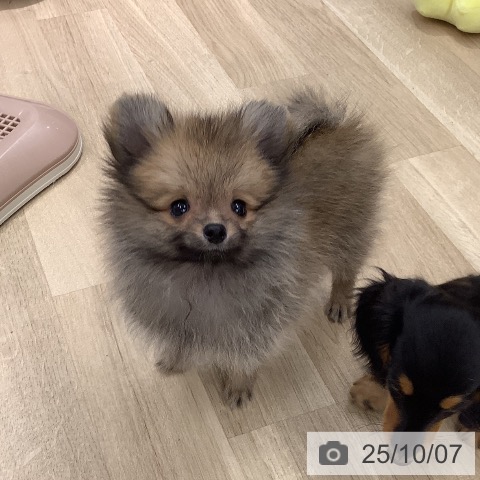ポメラニアンの写真