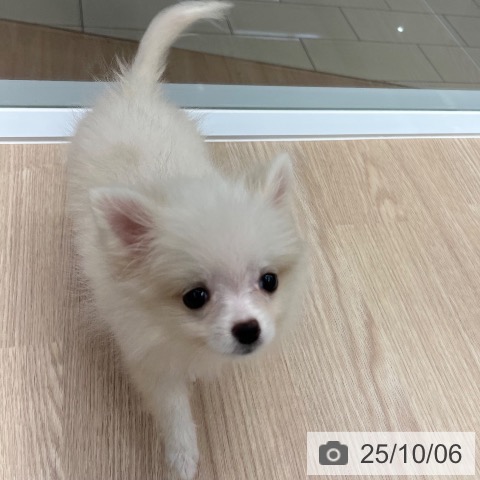 ポメラニアンの写真