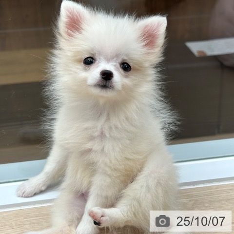 ポメラニアンの写真