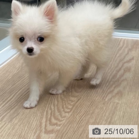 ポメラニアンの写真