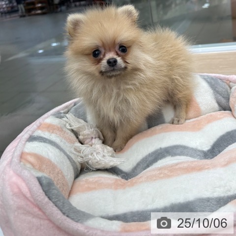 ポメラニアンの写真