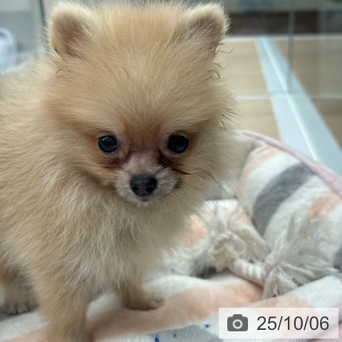 ポメラニアンの写真