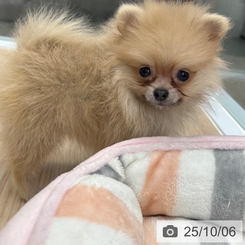 ポメラニアンの写真