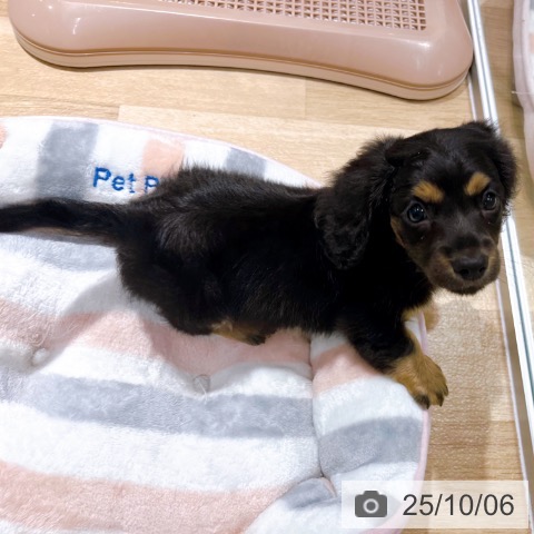 ミニチュア・ダックスフンドの写真