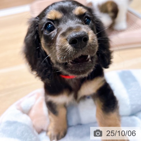 ミニチュア・ダックスフンドの写真