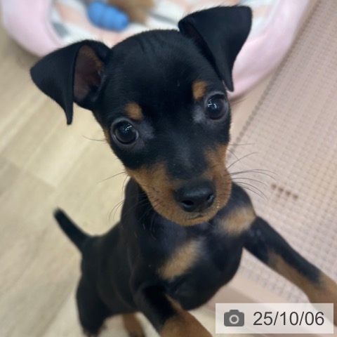 ミニチュア・ピンシャーの写真