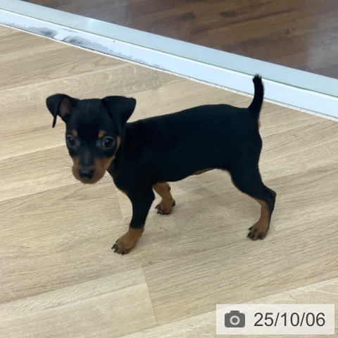 ミニチュア・ピンシャーの写真