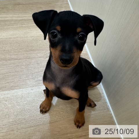 ミニチュア・ピンシャーの写真