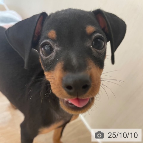 ミニチュア・ピンシャーの写真