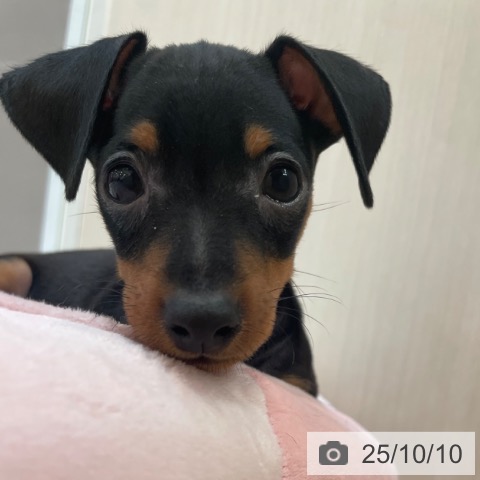 ミニチュア・ピンシャーの写真