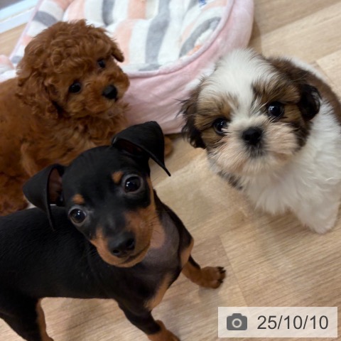ミニチュア・ピンシャーの写真