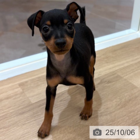 ミニチュア・ピンシャーの写真