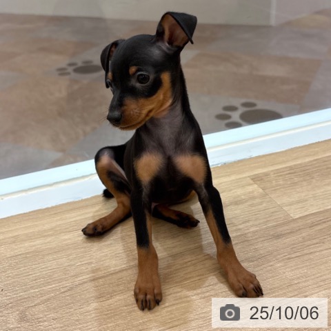 ミニチュア・ピンシャーの写真