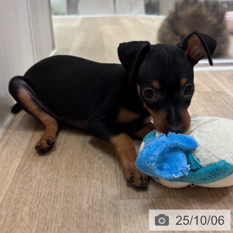 ミニチュア・ピンシャーの写真