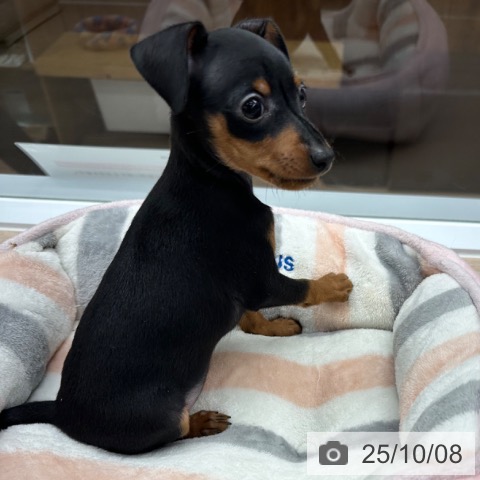 ミニチュア・ピンシャーの写真