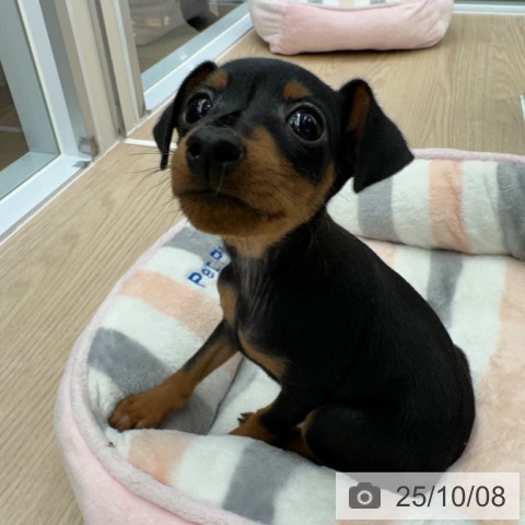 ミニチュア・ピンシャーの写真