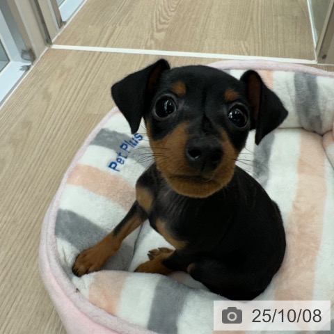 ミニチュア・ピンシャーの写真