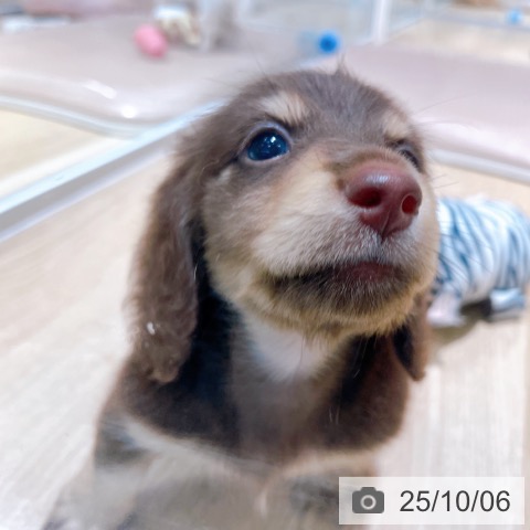 カニーンヘン・ダックスフンドの写真