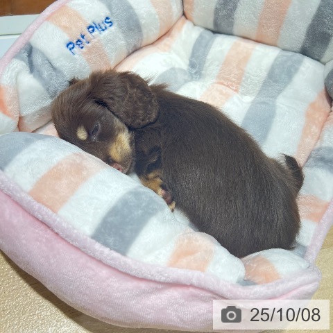 カニーンヘン・ダックスフンドの写真