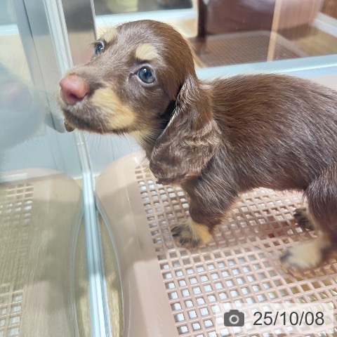 カニーンヘン・ダックスフンドの写真