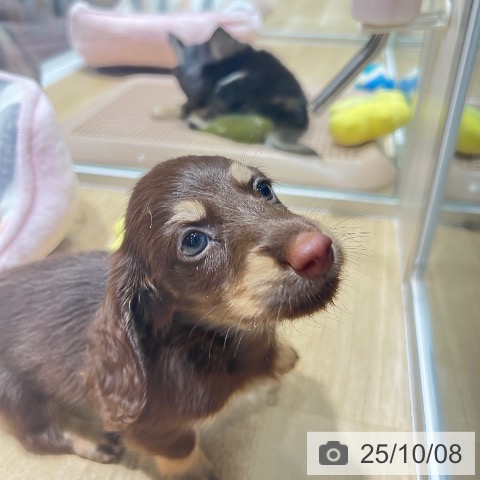 カニーンヘン・ダックスフンドの写真