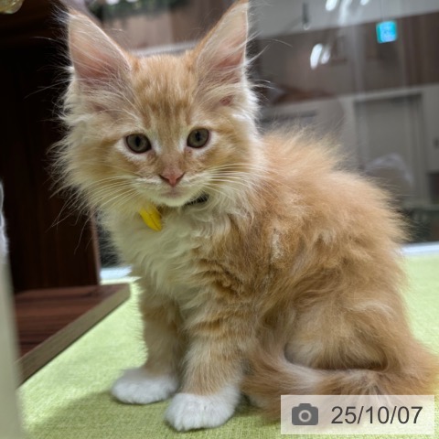ノルウェージャンフォレストキャットの写真