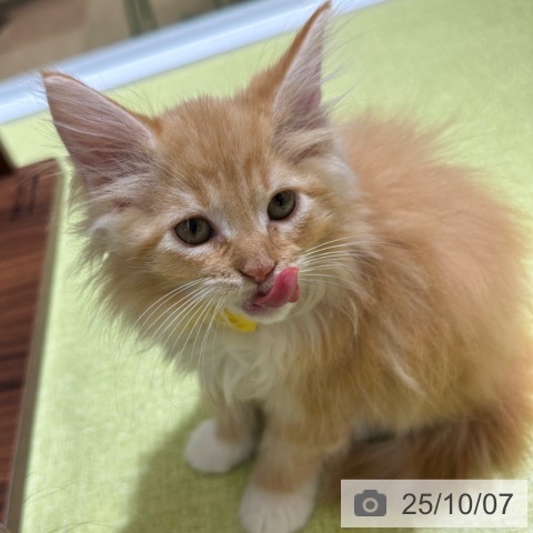 ノルウェージャンフォレストキャットの写真
