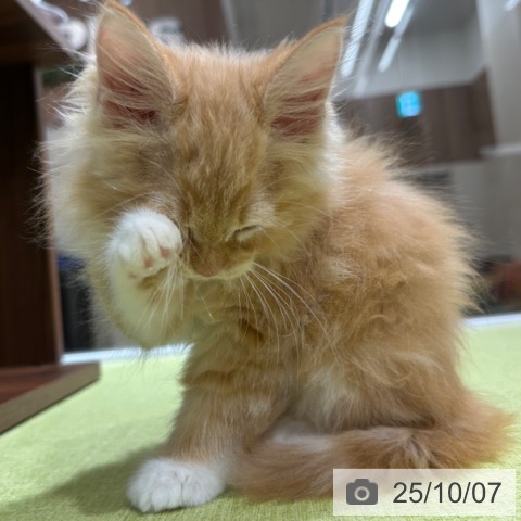 ノルウェージャンフォレストキャットの写真
