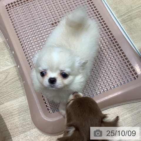 チワワの写真