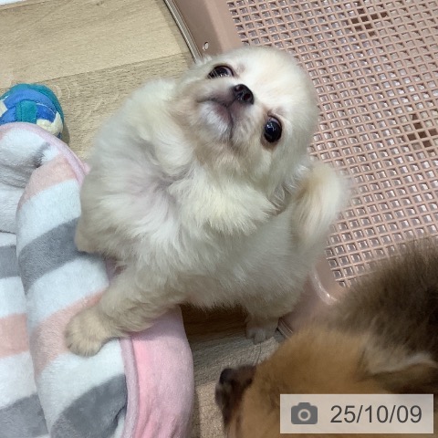 チワワの写真