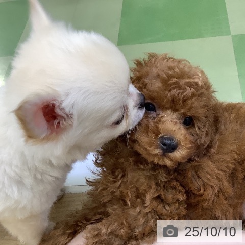 チワワの写真