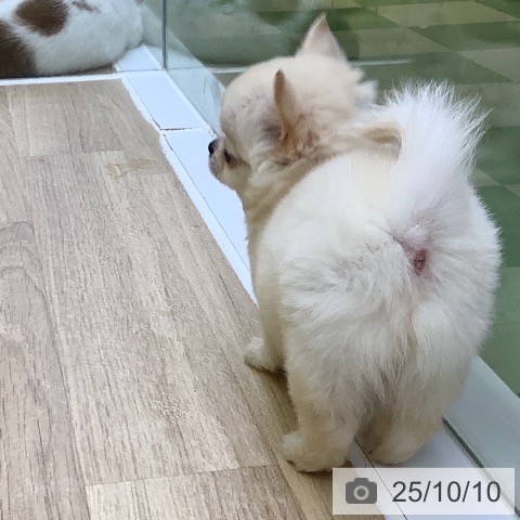 チワワの写真