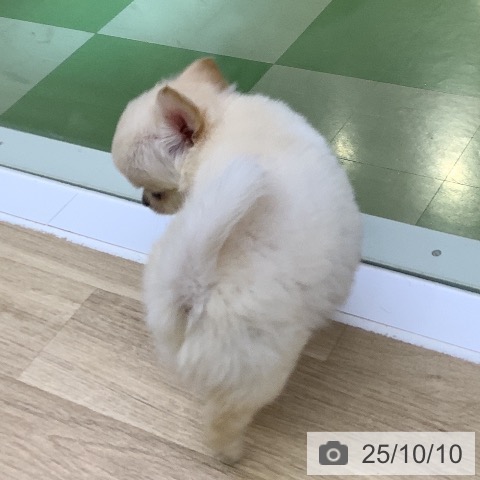 チワワの写真