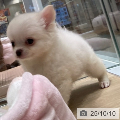 チワワの写真