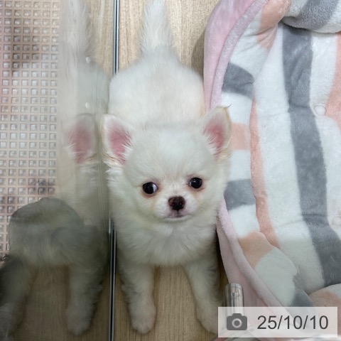 チワワの写真