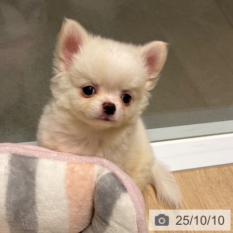 チワワの写真