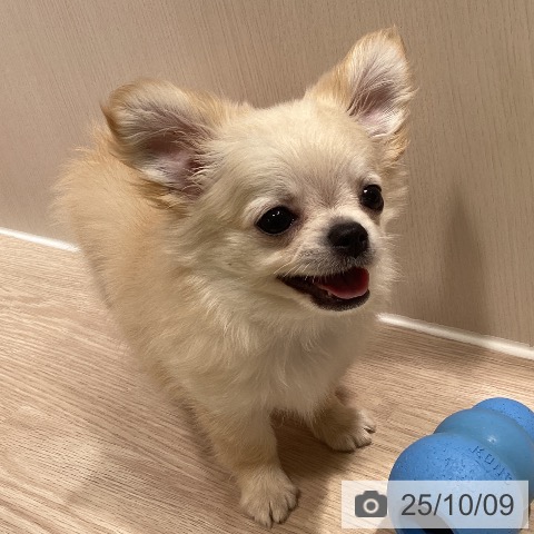 チワワの写真