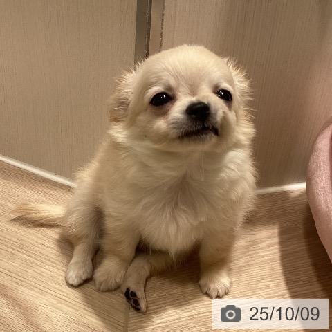チワワの写真