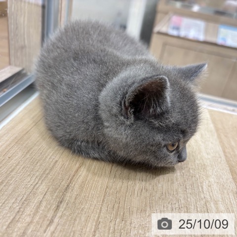 ブリティッシュショートヘアの写真